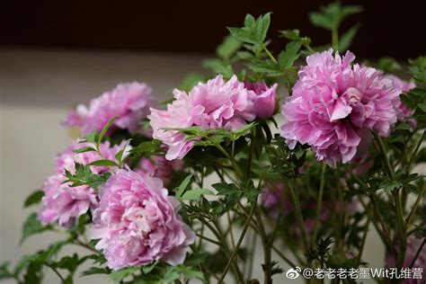 牡丹花颜色|牡丹（芍药科芍药属植物）